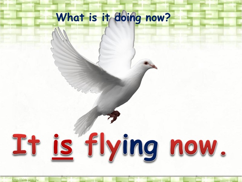 What is it doing now? It is flying now.