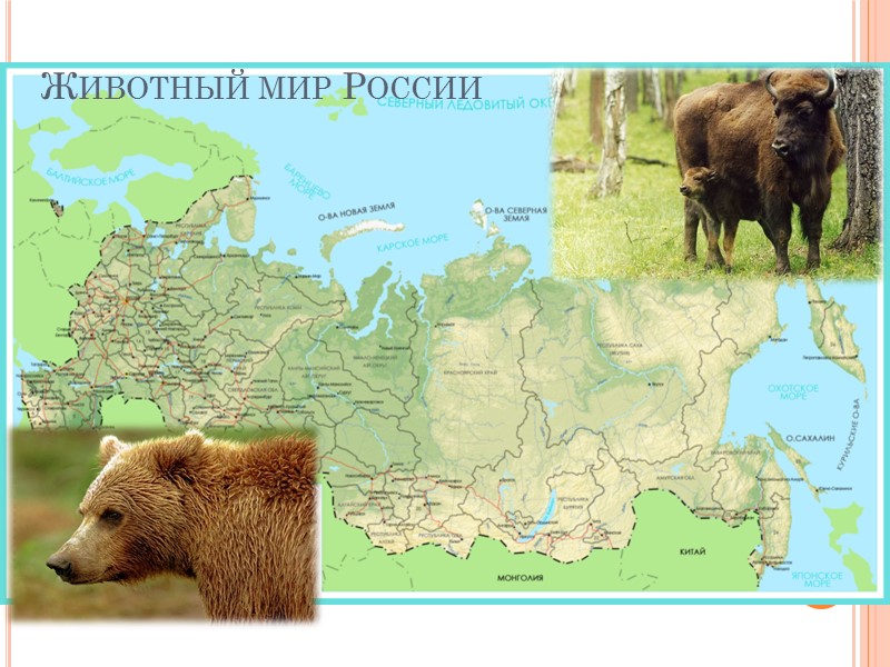 В какой природной зоне живут бурые медведи. Ареал бурого медведя на карте. Ареал обитания бурого медведя в России на карте России. Ареал обитания бурого медведя. Ареал обитания бурого медведя на карте.