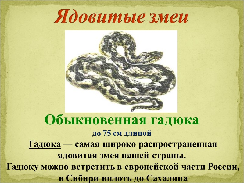 Ядовитые змеи    Обыкновенная гадюка  до 75 см длиной  Гадюка