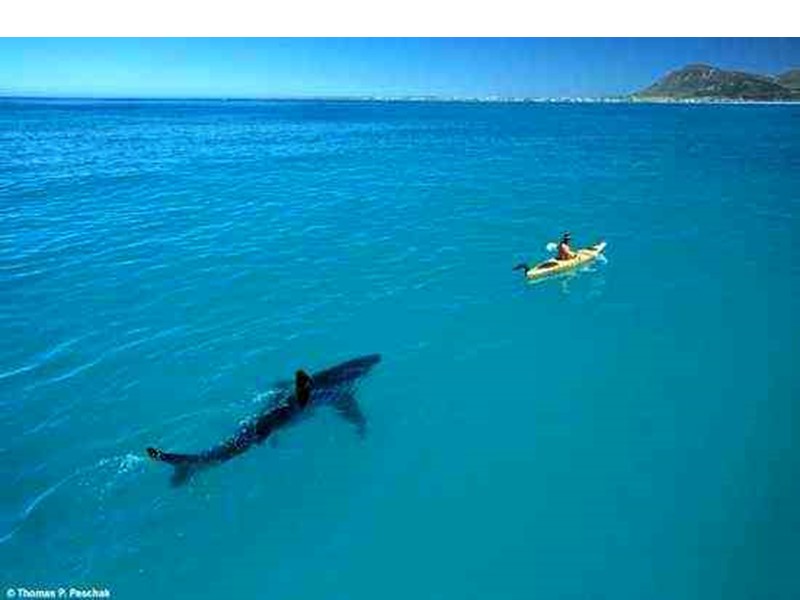 Сосна – береза (полог) Сосна – береза (полог)