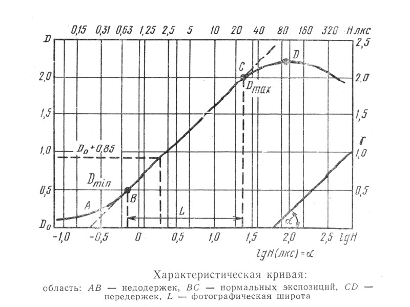 Ельник летом Ельник летом
