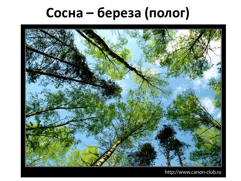 БИК ИТ Флюоресцентная БИК ИТ Флюоресцентная