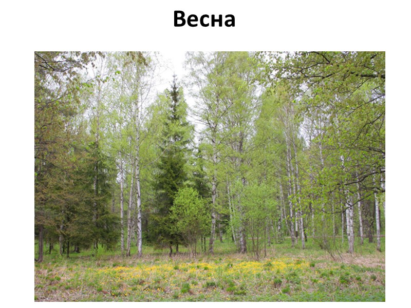 Местоположение сенсора Поверхность Земли Вышка Легкомоторный летательный аппарат Самолет – лаборатория КЛА Местоположение сенсора Поверхность Земли Вышка Легкомоторный летательный аппарат Самолет – лаборатория КЛА