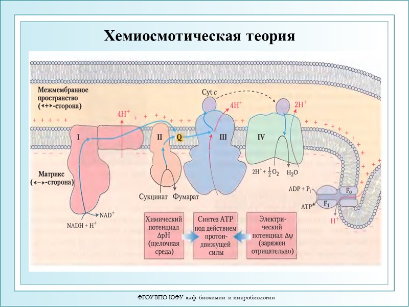 ФГОУ ВПО ЮФУ  каф. биохимии и микробиологии Дыхательная цепь – электрон-танспортная цепь (ЭТЦ)