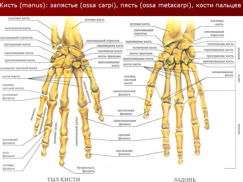Где находится запястье руки у человека фото. Кости кисти лучезапястный сустав. Кости кисти (ossa Manus).. Кости пясти и запястья анатомия. Строение костей запястья.
