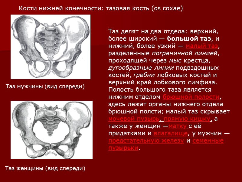 Бедренная кость (os femoris)