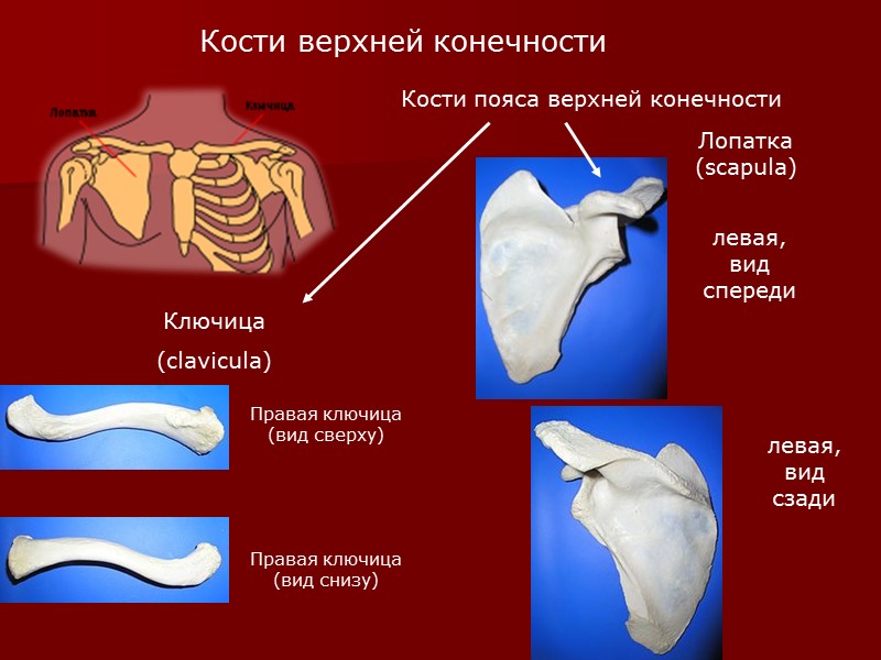 Скелет свободной конечности Плечевая кость (humerus)