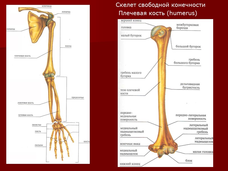 Кисть (manus): запястье (ossa carpi), пясть (ossa metacarpi), кости пальцев