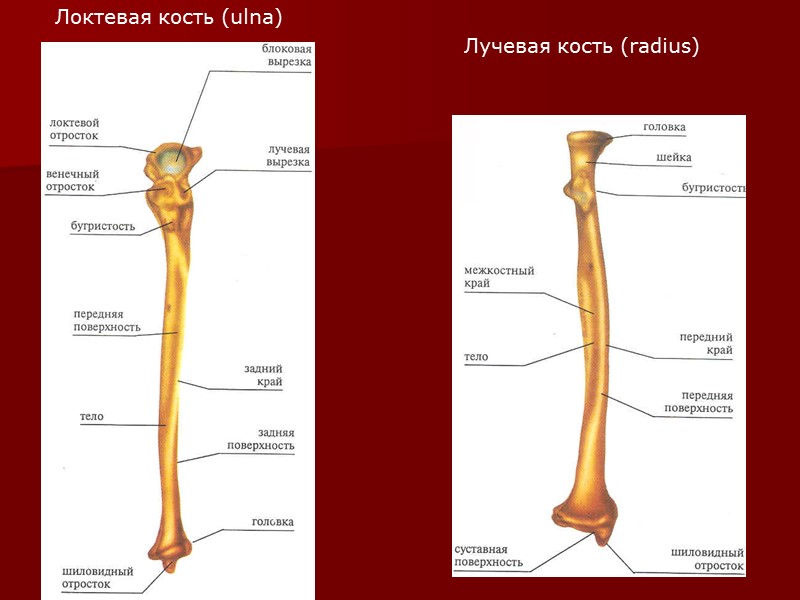 Кости нижней конечности: тазовая кость (os coxae) Таз мужчины (вид спереди) Таз женщины (вид