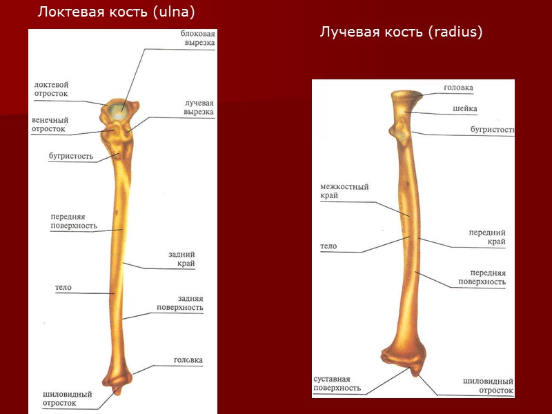 Локтевая кость картинка