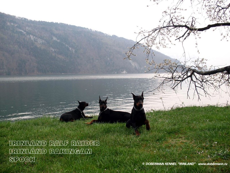 Характер собак породы Доберман  По характеру эти собаки дружелюбны, миролюбивы, обладают умеренным темпераментом.