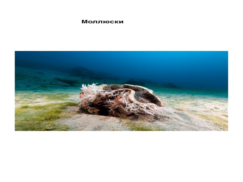 Геолог на дне протерозойского моря Окаменевшие строматолиты