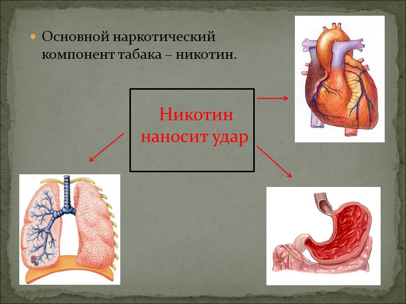 1) Легкие 2) Сердечно-сосудистую систему 3) Мозг и нервную систему 4) Желудочно-кишечный тракт 5)