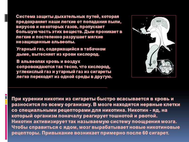 Составляющие табачного дыма   Болезни сердца Нервно-психологические  Болезни крови Раковые заболевания Повреждение