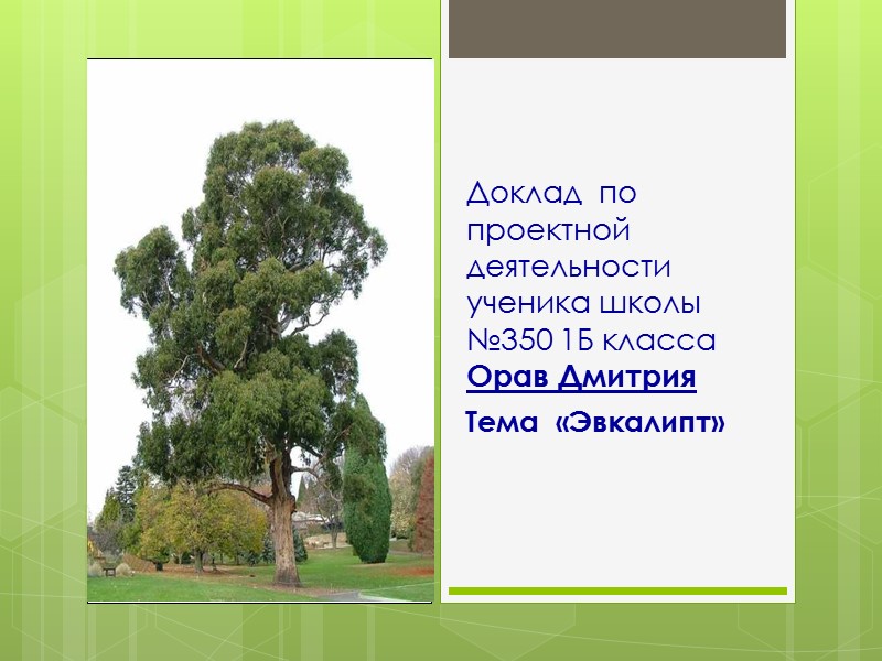 Доклад  по проектной деятельности ученика школы №350 1Б класса Орав Дмитрия  Тема