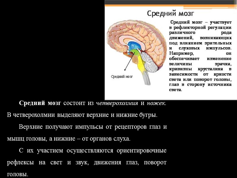 Функции спинного мозга рефлекторная – в сером веществе спинного мозга замыкается множество рефлексов (сгибательные,