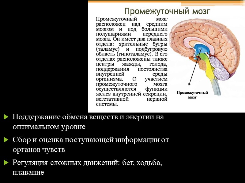 Головной мозг расположен в полости черепа. В него входят ствол и конечный мозг (большие