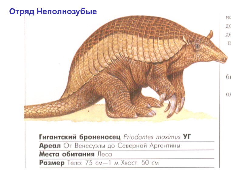 Отряд неполнозубые. Отряд млекопитающих неполнозубые. Неполнозубые строение. Отряд неполнозубые (Edentata, или Xenarthra). Неполнозубые млекопитающие представители.