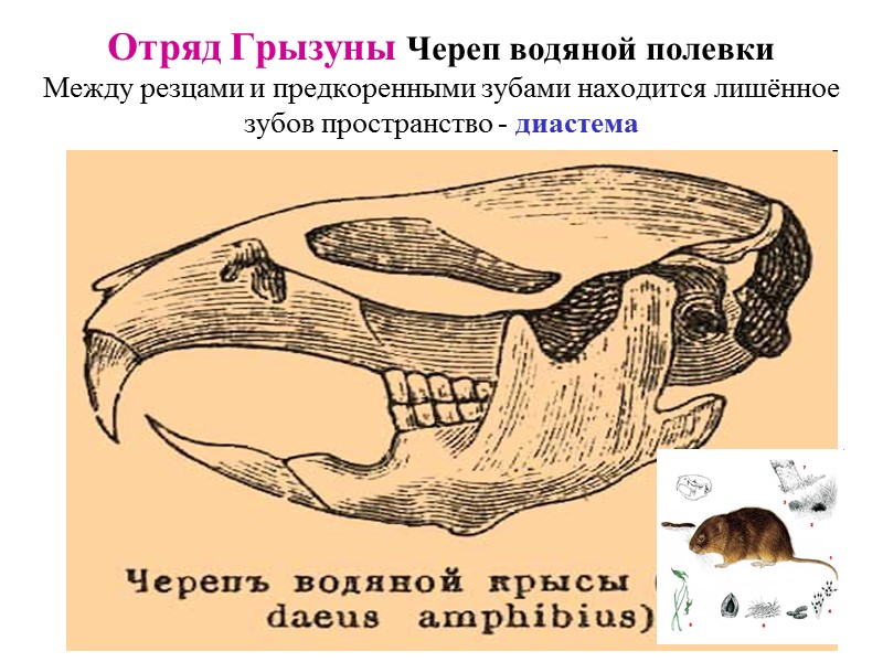 На диаграмме показано число зубов у некоторых млекопитающих сколько зубов у волка