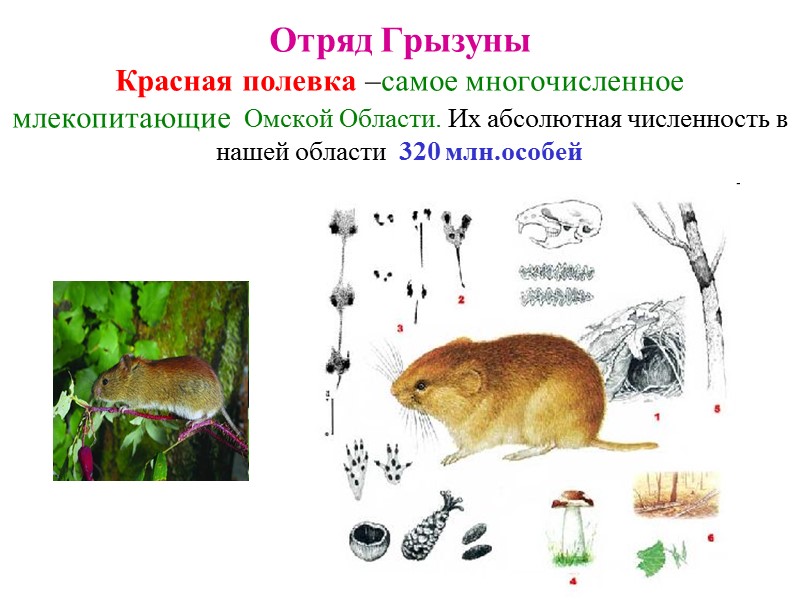 Представитель отряда грызуны изображен на рисунке под номером