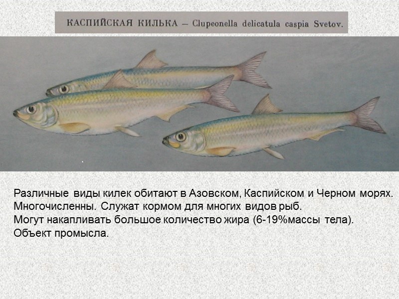 Семейство Камбаловые (Pleuronectidae) Рыбы с уплощенным с боков телом. Мальки имеют симметричное тело 