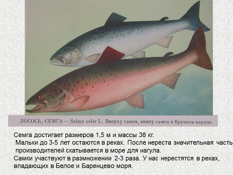 Подкласс Sarсoptеrygii –  Лопастеперые рыбы Надотряд Crossopterygimorpha - Кистеперые рыбы Отряд Coelacanthiformes -