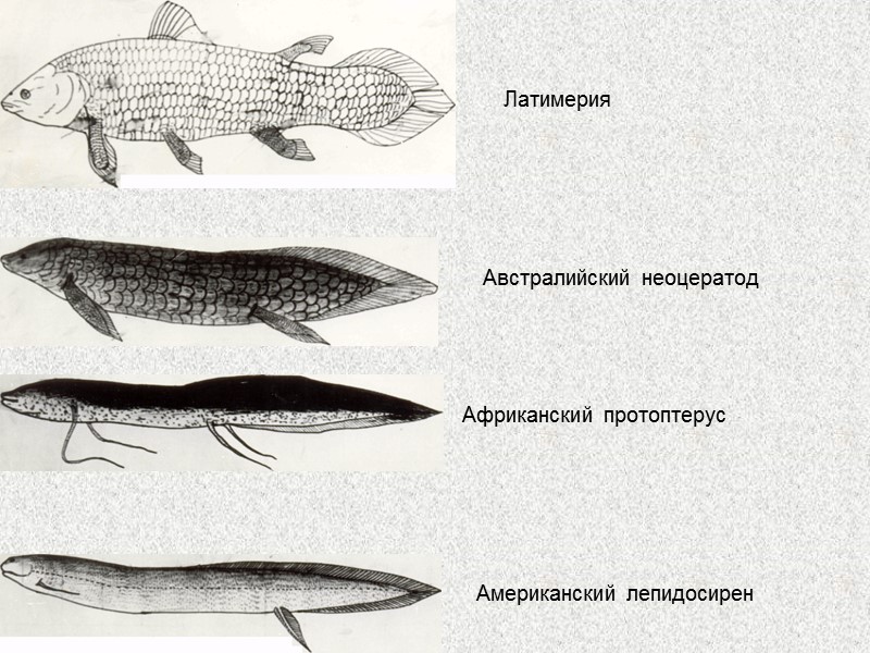 Латимерия биологический прогресс. Латимерия Эволюция. Латимерия это хрящевая рыба. Латимерия костная или хрящевая. Кистепёрые и двоякодышащие рыбы.