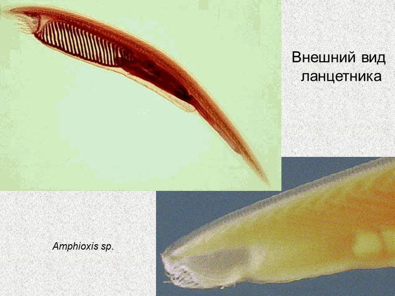 Морская минога (Petromyzon marinus) Тихоокеанская минога (Petromyzon tridentatus) Европейская  речная минога (Lampetra fluviatilis)