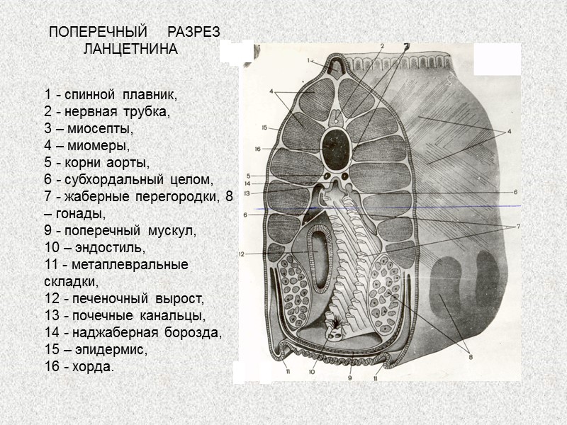 Подтип позвоночные - Vertebrata  Раздел Челюстноротые - (Gnatostomata)  Надкласс РЫБЫ - Pisces