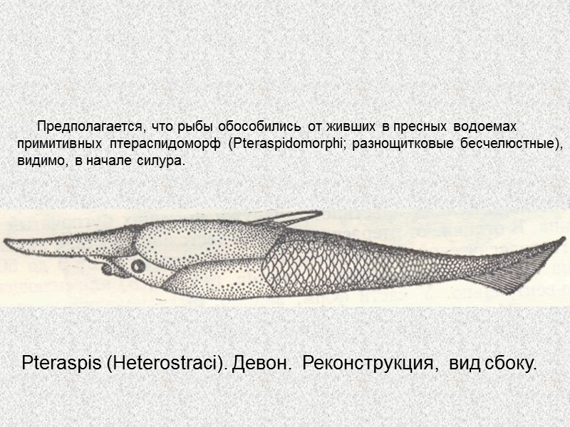 Надкласс Pisces - Рыбы Класс Chondrichthyes - Хрящевые рыбы   Класс Osteichthyes -