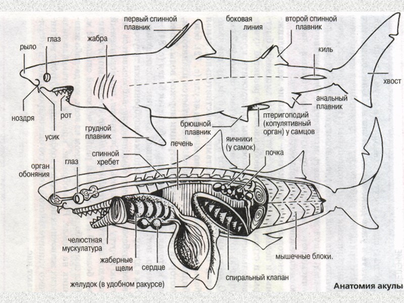 Систематика рыб