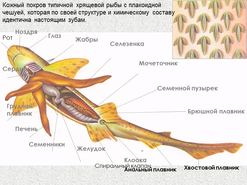 Класс Chondrichthyes - Хрящевые рыбы Подкласс Elasmobranchii - Пластиножаберные, или акуловые рыбы Надотряд Selachomorpha
