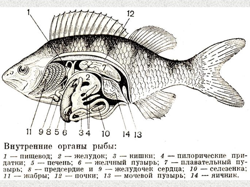 Хвостокол, или морской кот - Dasyatis pastinaca - распространен в водах России, обычен в