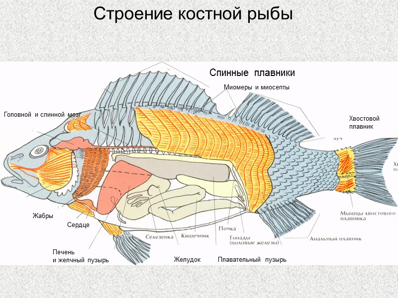 Колючий скат - Raja radiata - скат среднего размера. Крупных отдельно лежащих шипов на