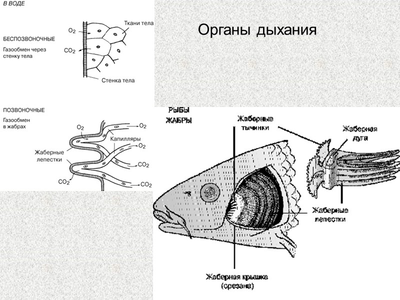 Класс Osteichthyes - Костные рыбы Подкласс Sarсoptеrygii - Лопастеперые рыбы Надотряд Crossopterygimorpha - Кистеперые