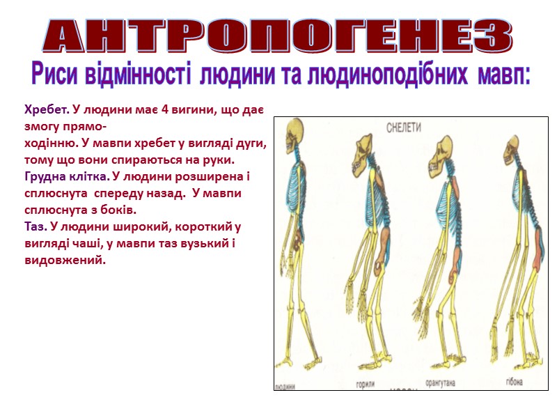 Антропогенез   (від грец. аnthropos – людина та genesis – походження)  процес