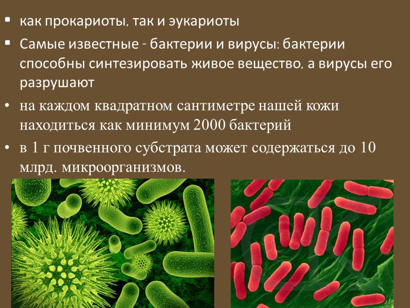 Вирусы это прокариоты. Бактерии доядерные организмы 7 класс. Вирусы прокариоты. Бактерии прокариоты. Представители прокариот.