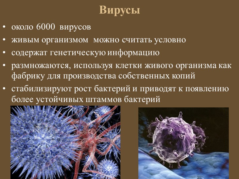 Вирус живущий в организме человека. Вирусы живые. Что вирусы - живые существа. Вирусы как живые организмы. Вирусы не живые.
