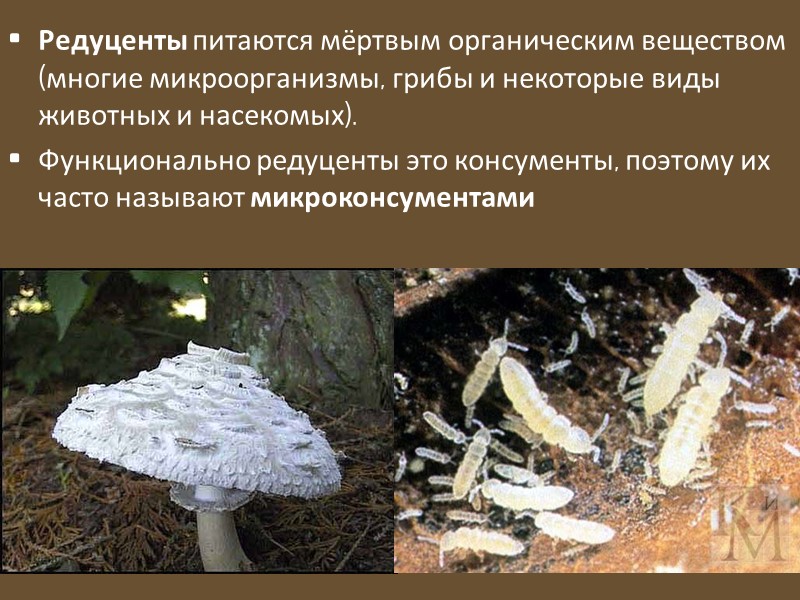 Какие грибы консументы