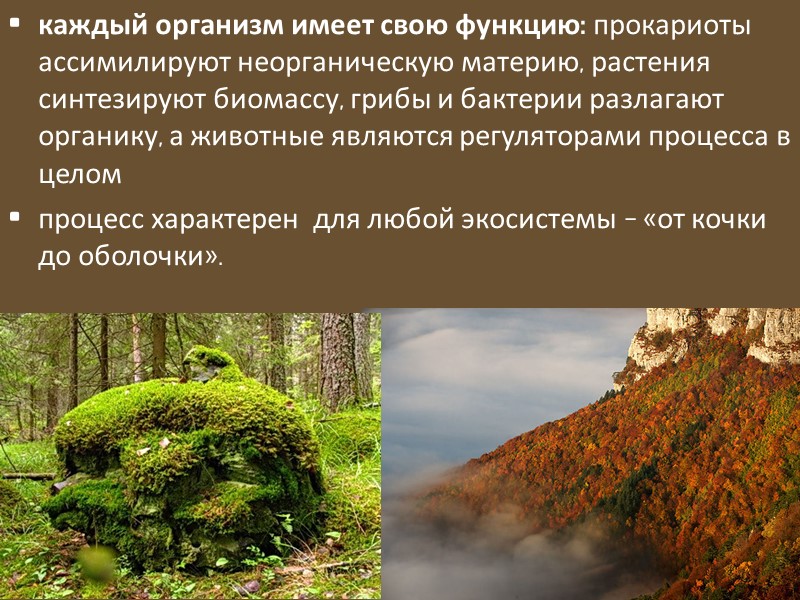 Вирусы около 6000  вирусов живым организмом  можно считать условно содержат генетическую информацию