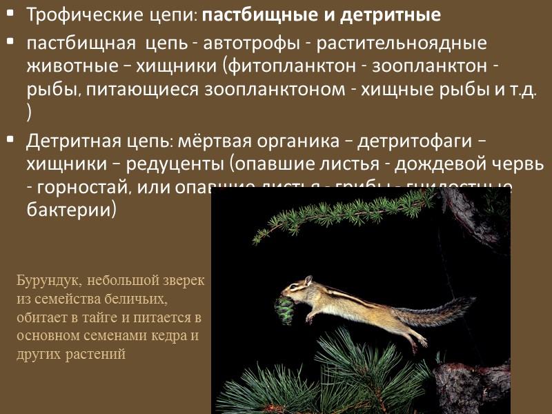 Глюкоза – кирпичики живого вещества: С-С и С-Н связи образуют сложные органические молекулы и