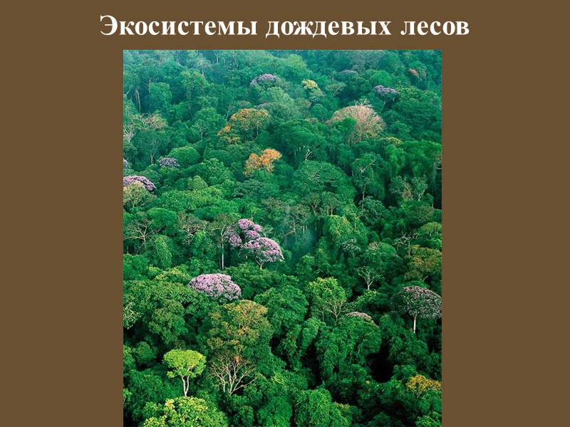 Экосистемы – объект изучения экологии экосистемы - основные природные единицы поверхности планеты c постоянно