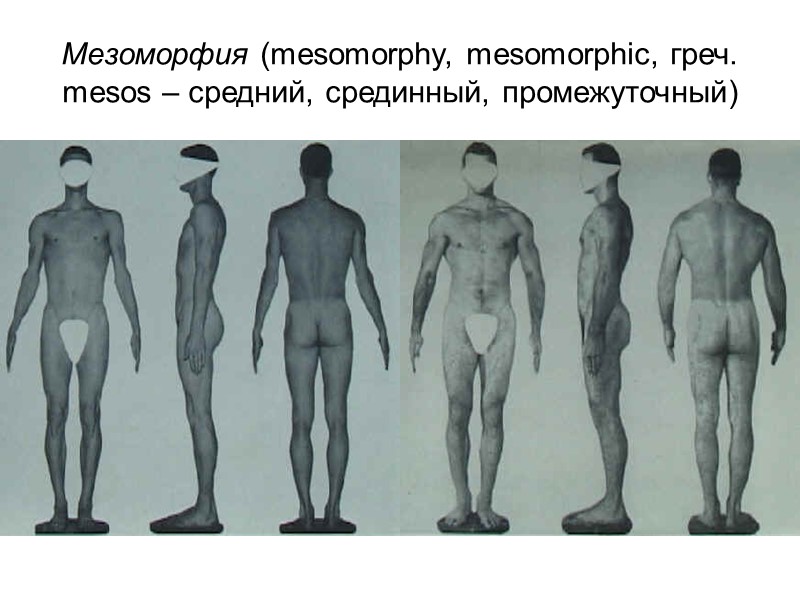 Пропорции тела характеризуются (как правило) величинами высоты головы и шеи, туловища и конечностей в