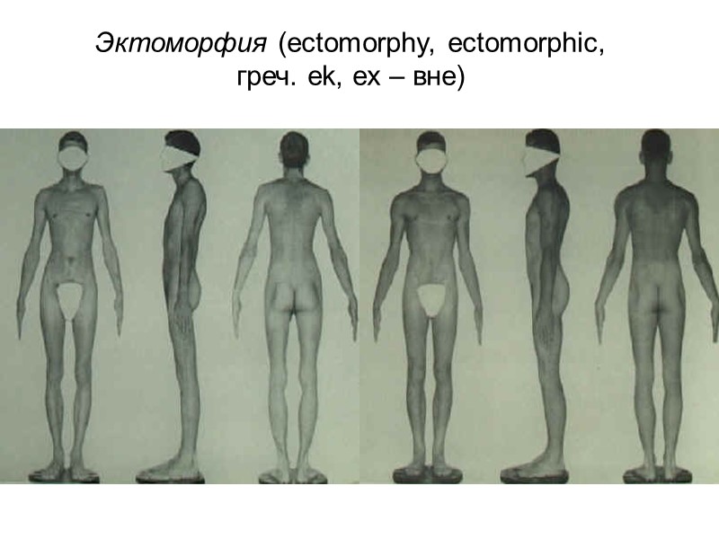Пропорции тела  типы по В.Н.Шевкуненко и А.М.Геселевичу (1926) Долихоморфный – длинные ноги, короткое