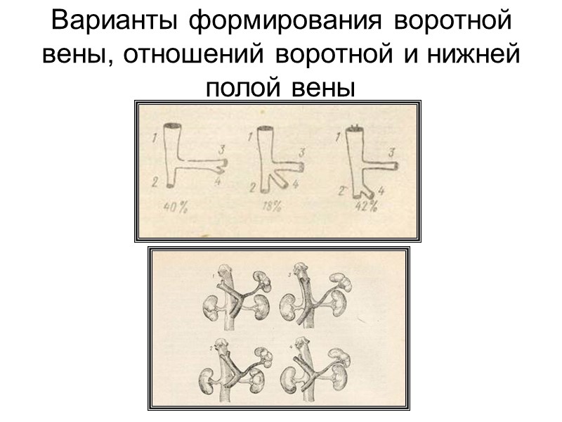 Эндоморф – висцеротоник