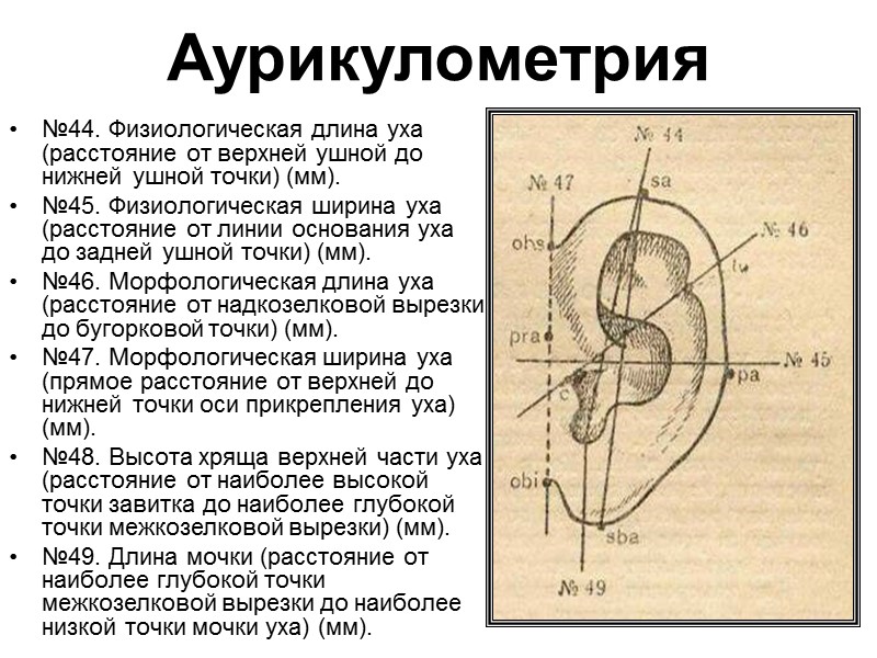 Гребешковые узоры (папиллярные линии) и сгибательные борозды