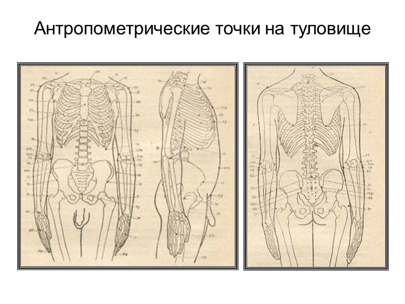 Сгибательные борозды  ладони и подошвы