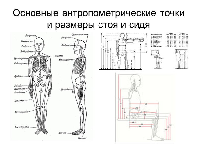 История дерматоглифики  Первая анатомическая характеристика кожных узоров была произведена голландским анатомом Готтфридом (Говертом,