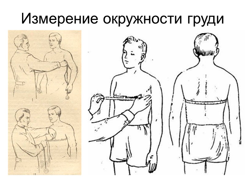 Практическая работа тема измерение обхвата грудной клетки