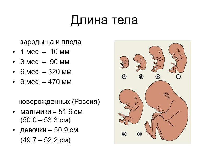 Дуга (Arch – A)  Самый простой узор  Редкий узор (на 10 пальцах